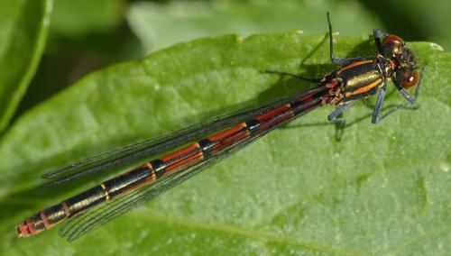 Pyrrhosoma nymphula